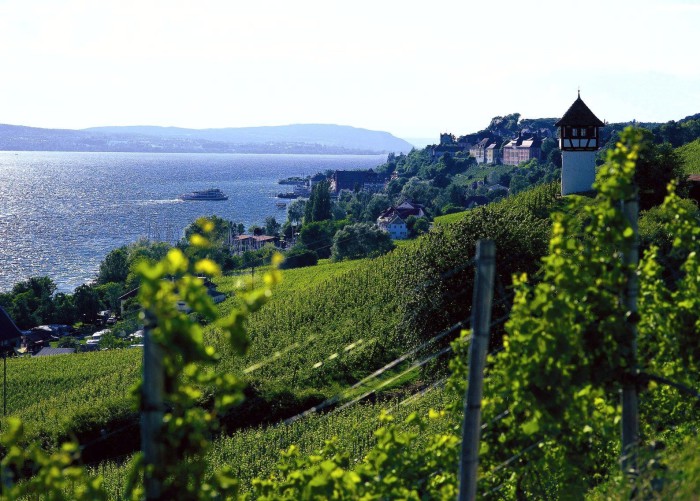 Suserhock am Wein- und Kulturzentrum