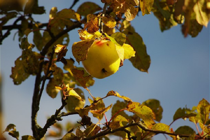 Der Apfel. Das Obst vom Bodensee