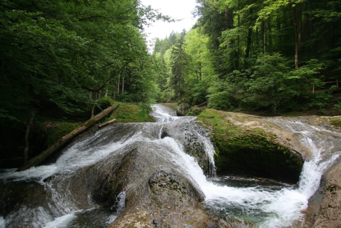 Isnyer NaturSommer: Kulinarik im Eistobel. Geführte Wanderung